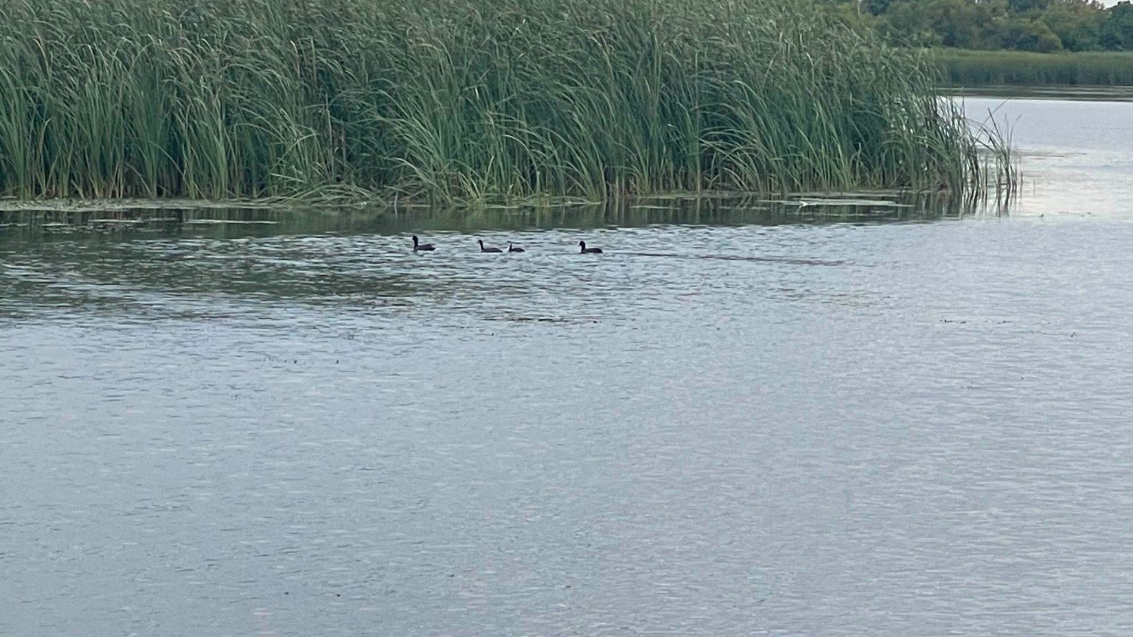 A Tisza-tó első beevezése